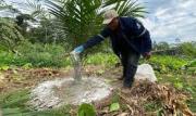 ‎Reportan éxito en siembra de palma aceitera destinada a biodiesel