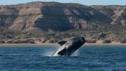 Récord de ballenas en Península Valdés
