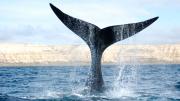 Un censo en las costas chubutenses encontró que 2025 tiene el récord en cantidad de ballenas francas