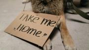 ¿Buscas una mascota? Jornada de adopción gratuita llega a Irving: estas son las especies disponible