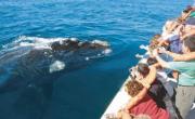 Registran un récord histórico de ballenas francas australes
