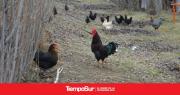 El Consejo Agrario en alerta por la gripe aviar