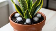 Pocos lo saben: por qué debes colocar cubos de hielo en el sustrato de la sansevieria o lengua de suegra