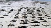 Hallan más de 700 pingüinos muertos en playas de Brasil