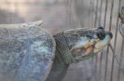 Rescatan a tortugas que eran ofrecidas en El Alto