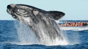 Más de 2.100 ballenas francas llegaron a Península Valdés 