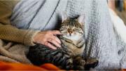 ¿Tu gato te sigue a todos lados?: descubrí el motivo detrás de este comportamiento