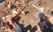 Córdoba capital: clausuraron un frigorífico por tirar restos de carne y basura a la calle