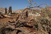 Excavadoras israelíes arrancan cientos de olivos en Cisjordania