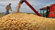 OPINIÓN La soya en el meollo económico y político de Bolivia Abraham Nogales