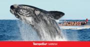 Más de 2.100 ballenas francas llegaron a Península Valdés