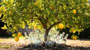 Árbol limonero: por qué recomiendan enterrar botellas de vidrio en su tierra