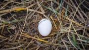 Ritual argentino: para qué sirve colocar huevos en la esquina del patio y qué significa