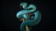 Florida: solicitan ayuda para hallar a una rara especie de serpiente en peligro de extinción