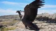 Cuáles son las 8 especies animales declaradas Monumento Natural provincial en Córdoba