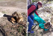 La aventura de un lobito marino por Viedma: lo encontraron en un vivero y lo devolvieron al río Negro en una carretilla