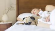 QUÉ SIGNIFICA dormir con tu perro SEGÚN LA PSICOLOGÍA