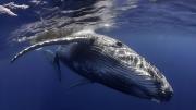 Microbios submarinos funcionan como red eléctrica natural que frena emisiones de gas metano, según científicos