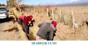 Gran operativo de forestación en Barreal: plantaron más de 300 sauces para mejorar el paisaje y el ambiente