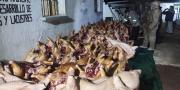 Decomisan 14 toneladas de carne de cerdo de contrabando en el Titicaca