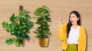 Potus más fuerte y hermoso: cómo guiar el crecimiento de tu planta trepadora usando musgo