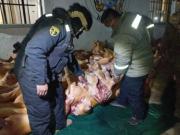 Comisan 14 toneladas de carne de cerdo