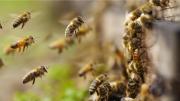 Impactante ataque de abejas: 13 trabajadores heridos en Táchira