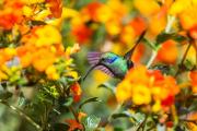 Zorzales, gorriones y horneros: cómo atraer estas aves a tu jardín con una técnica muy simple