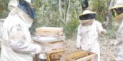 Apoyo estatal duplica la producción de miel