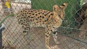 Desmantelan un zoológico privado clandestino con más de 150 animales exóticos y en peligro de extinción