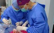 Ensayan trasplante inédito: un pulmón de cerdo en un ser humano