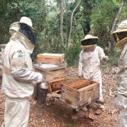 Apoyoestatal duplica la producción de miel en el municipio chuquisaqueño de Muyupampa