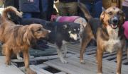 Campaña de vacunación contra la rabia canina y felina en Tarija se retrasa hasta octubre