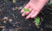 La nutrición adecuada de los suelos, garantía para una producción eficiente