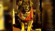 Petardo, el perro que marchó por Potosí, ahora descansa como héroe popular