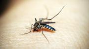 Dengue: un estudio revela falta de información y hábitos preventivos insuficientes en Argentina