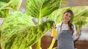 Cómo humedecer tu planta de potus y mantenerla hermosa todo el año: con un par de ingredientes