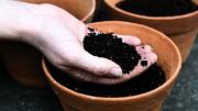 Cómo aflojar la tierra de las macetas de las plantas y qué beneficios trae hacerlo