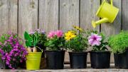 Las tendencias en plantas de interior que quedaron fuera de moda y envejecen tu hogar
