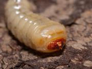 Qué es el gusano barrenador, el temible parásito carnívoro que encendió las alarmas en Estados Unidos