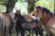 Detuvieron a un hombre que faenó un caballo robado y vendía la carne en bolsas por el barrio