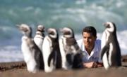 “El Señor de los Pingüinos” en La Plata: mucho más que un registro naturalista