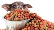 Alerta: retiran estas marcas de comida para mascotas en Estados Unidos por bacterias mortales