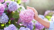 El abono que necesitan tus hortensias en primavera para mantenerse vigorosas los 365 días del año