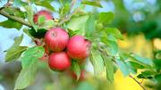 Los 5 mejores árboles frutales para sembrar entre los últimos días de agosto y los primeros de septiembre