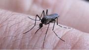 Dengue en Argentina: solo tres de cada diez personas está bien informada sobre la enfermedad
