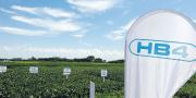 Soya HB4, la biotecnología que está en etapa de prueba