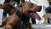 Perros potencialmente peligrosos: media sanción en Diputados a un proyecto que establece controles