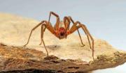Niña de 4 años lucha por su vida tras ser picada por una araña de rincón