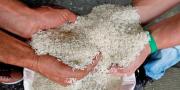 Ejecutivo reporta incrementos en la producción agrícola y de carnes